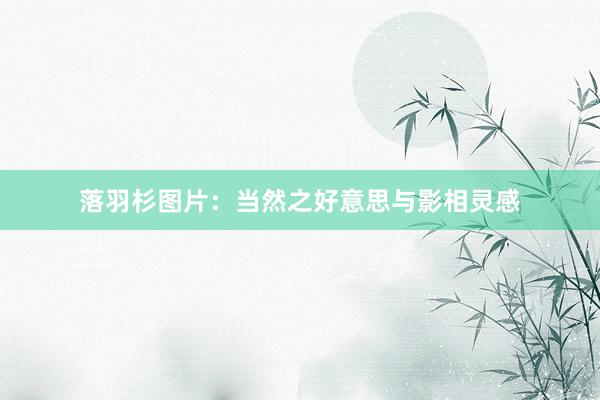 落羽杉图片：当然之好意思与影相灵感