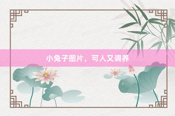 小兔子图片，可人又调养